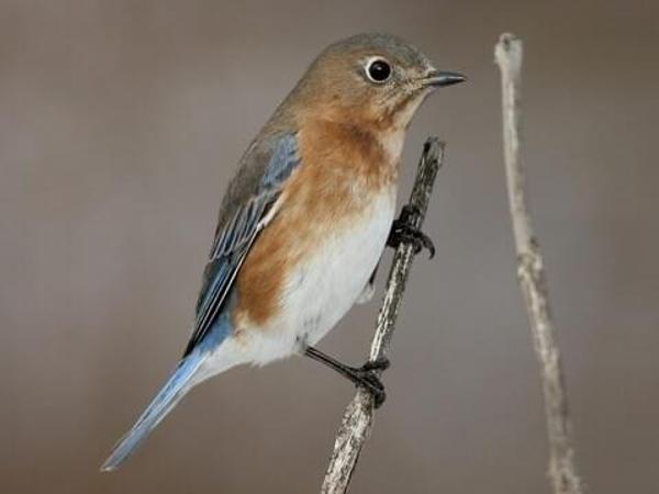 Beginner Birding Blitz