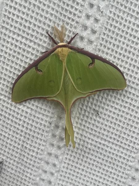 Evening with the Moths
