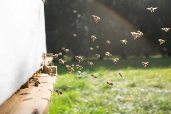 Tiny Garden Wonders – The Insects Garden Talk at the Beatrix Farrand Garden