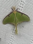 Evening with the Moths