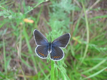 Albany Pine Bush Preserve 2