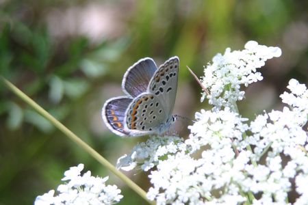 Albany Pine Bush Preserve 13
