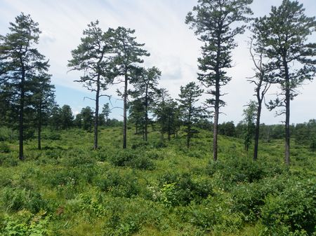 Albany Pine Bush Preserve 9