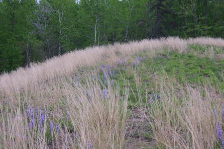 Albany Pine Bush Preserve 8