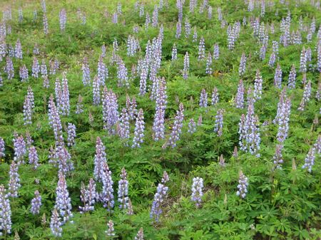 Albany Pine Bush Preserve 7