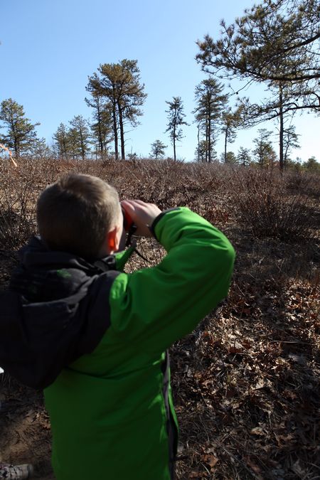 Albany Pine Bush Preserve 15