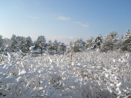 Albany Pine Bush Preserve 3