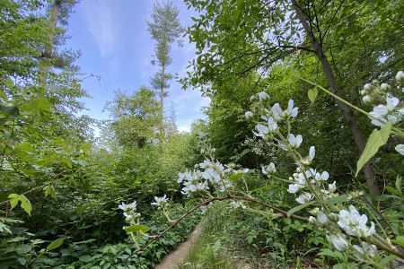 Westmoreland Sanctuary 3
